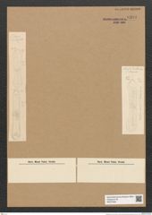 Rhabdonema sp. (de-Toni-Nr.: Genus 95) Zeichnungen Sammlung Grunow Nr. 6301 (NHMW-BOT-W0374925)